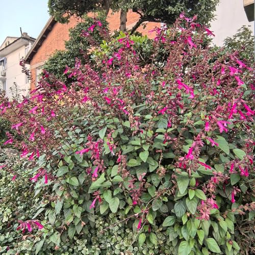 Semillas de salvia de fuego, raras Salvia esplendorosa, orgánicas de jardín de balcón, semillas ecológicas para exterior 200pcs