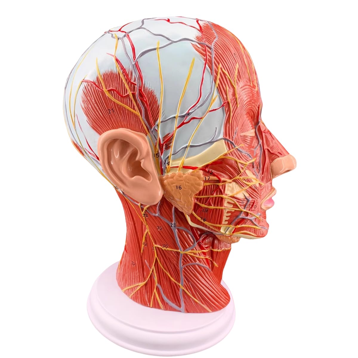 Human Half Head Anatomical Model with Superficial Neurovascular & Musculature Details Ideal for Medical Teaching, Biology Anatomy Education & Kids’ Learning Display