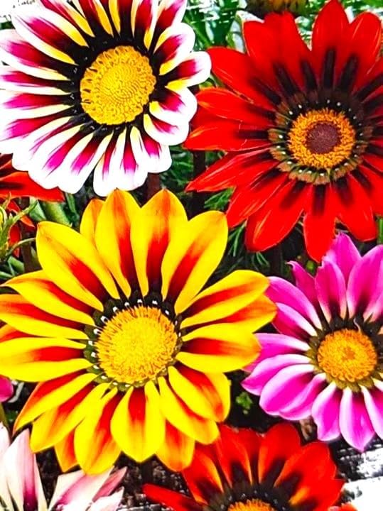 Miniatura 2 de Showy Gazania Flower Mix Perenne 100+ semillas para plantar flores del tesoro sin OMG Margarita africana