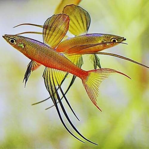 Featherfin Rainbow Fish Juveniles - Paquete de 6 peces vivos de acuario de agua dulce