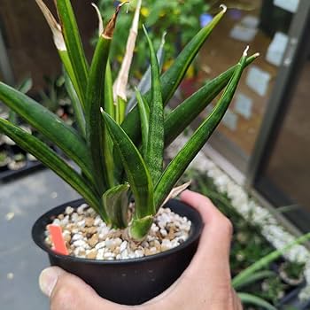 サンスベリア ブラックパール 斑入 S. Black Pearl Var サンスベリア ブラックパール 斑入 S. Black Pearl Var Amazon