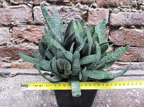 Geosism & Nature Gasteria Duval 25cm, Cactus, Plante succulente