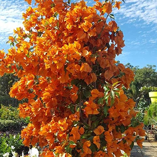 Miniatura 4 de Bougainvillea Multi Pack  3 plantas vivas en macetas de 4 pulgadas  Colores elegidos basados en la salud, belleza y disponibilidad  Hermoso arbusto