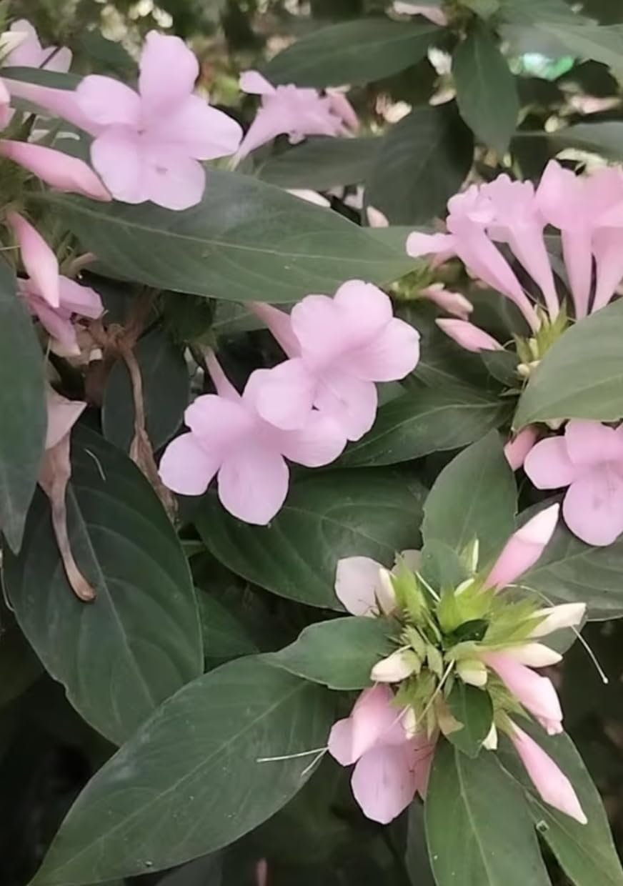 Baby pink Colour Barleria cristata stem cuttings only without roots/Decemeber flower plant/rare colour December plant stems cutting 2 Nos-image-49