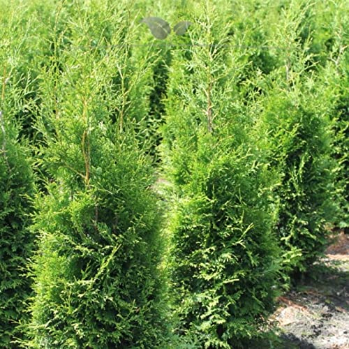 Tree of Life Thuja Brabant 200-225 cm. Offer: 5-100 Tree of Life Thuja  occidentalis Brabant Conifere. Hardy and easy to clean. Evergreen hedge  plants. Thujahecke as a privacy screen, includes shipping :