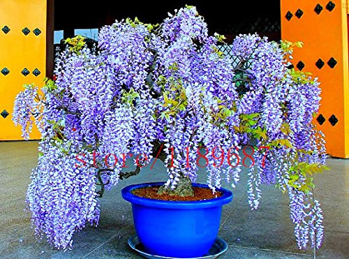 Bloom Green Co. 10 pezzi di glicine Bonsai seedgiapponese Blu Glicine  fresco piante arboree valida Incredibile Climber:SEEDS : Amazon.sg