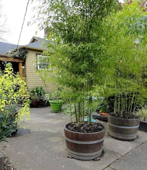 See full amazon price history chart for BISWAS PLANTS HOUSE` Golden Chinese Bamboo Indoor/Outdoor Healthy Live Plant (Pack of 1) WB54 BISWAS PLANTS HOUSE` Golden Chinese Bamboo Indoor/Outdoor Healthy Live Plant (Pack of 1) WB54 (B0CR1P67XV) Amazon Price History, Amazon Price Tracker