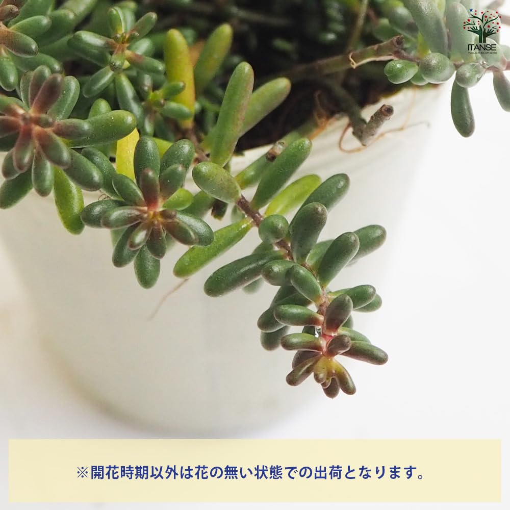 グランドカバーに！六条万年草　20パック ロクジョウマンネングサ（六条万年草） (ケア, 特徴, 花, 画像)