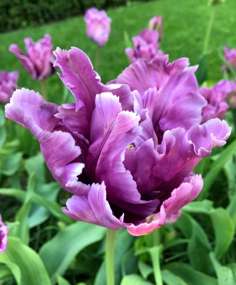 Bulbi da Fiore : 30 Tulipani mix 3 colori - SIRENETTA INNAMORATA - Fioritura primaverile - Image 3