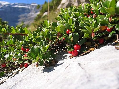 Semillas de gayuba para plantar, 15 semillas, atractiva planta de cobertura del suelo con frutos