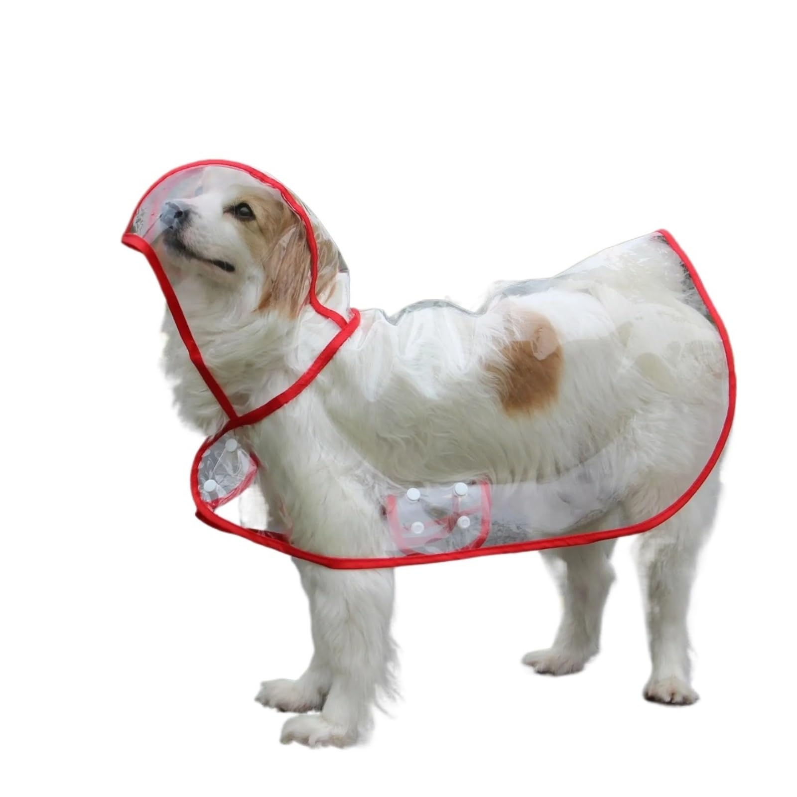 Poncho en plastique transparent contre les poils mouillés du grand chien