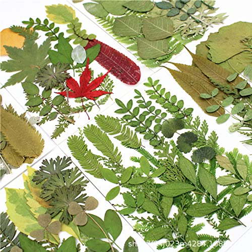 Flores prensadas secas naturales 176 piezas para manualidades miniatura 4