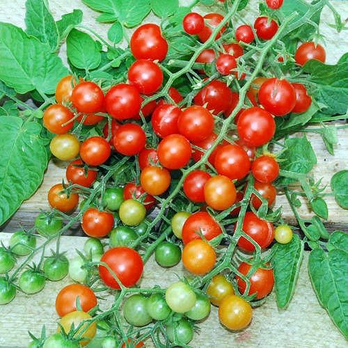 Miniatura 5 de 30 semillas de tomate de grosella y guisantes dulces, sin OMG, extra dulce y pesado, bajo en ácido, indeterminado, polinizado abierto, larga