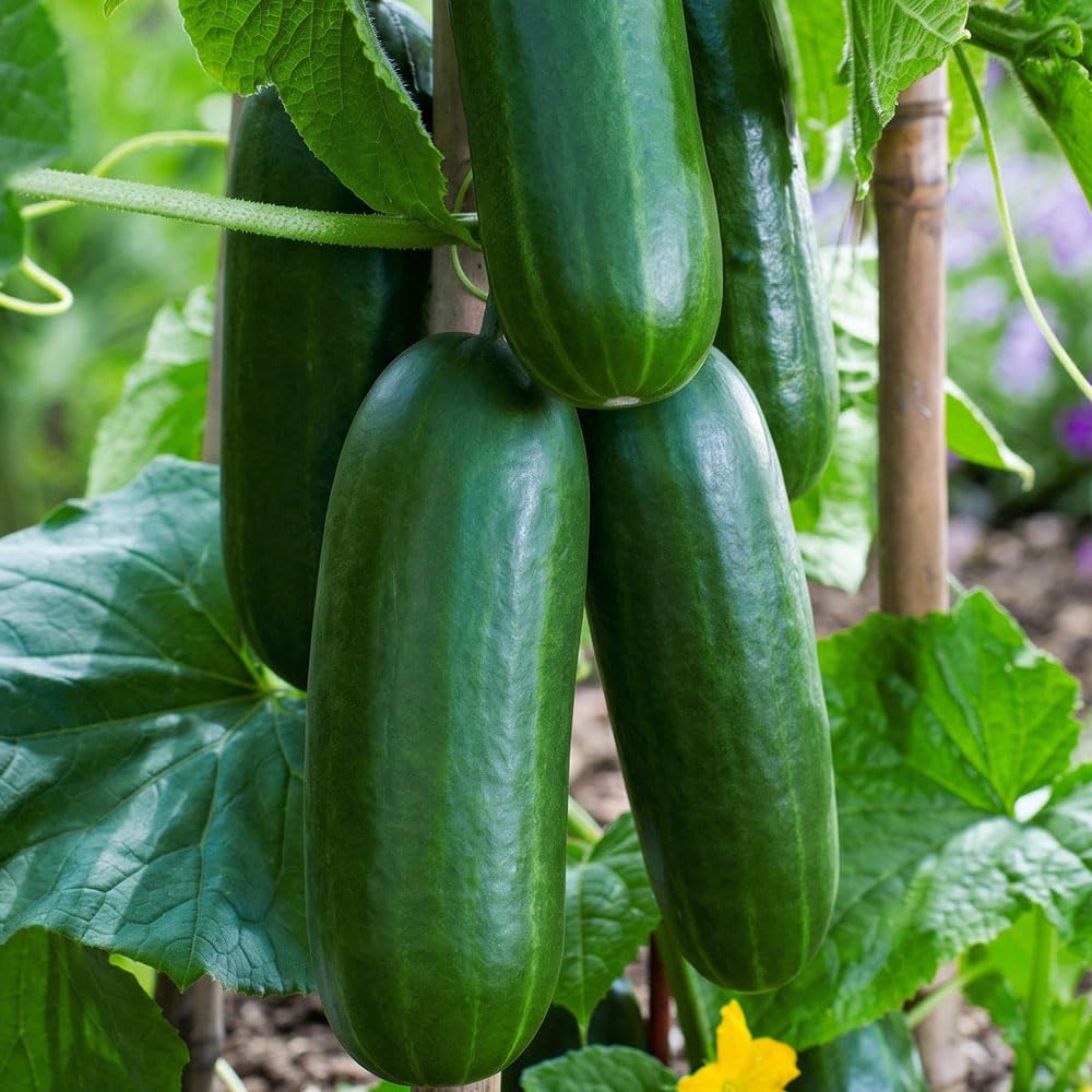 Cucumber Passandra F1 Seeds – All Female High Yield Variety – Long Smooth Bitter-Free Fruits – Greenhouse Cucumber Seeds – Grow Your Own Vegetables