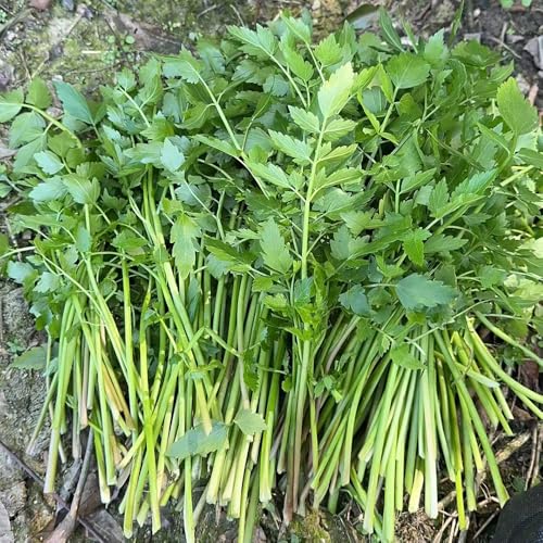 350 piezas Semillas de berro orgánicas - semillas de jardín rocas resistentes, berro saladas resistentes al exterior,