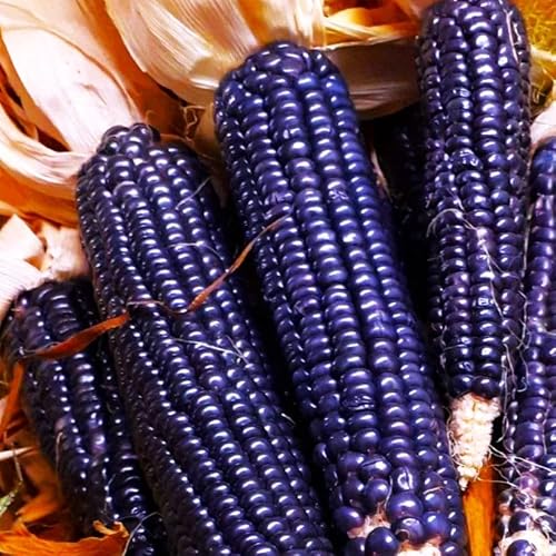 TomorrowSeeds - Blue Hopi Flint Corn Ornamental Seeds - 100+ Count - for 2026 Planting Ancient Traditional New Mexican Tarahumara Maiz Azul Yoeme Native Indigenous Southwest Kernels Untreated