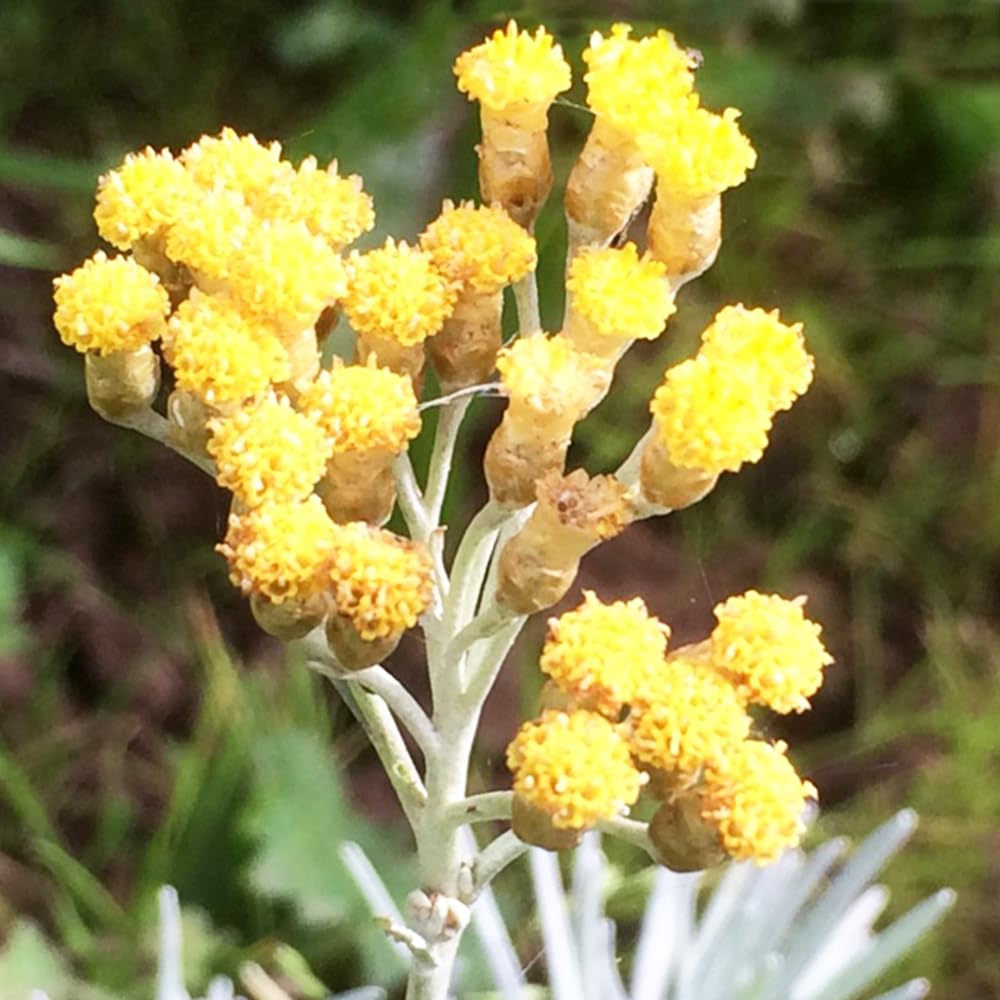 向日葵みたいなヘリクリサム ランダム9輪 71G681dnJ6L._AC_UF350,