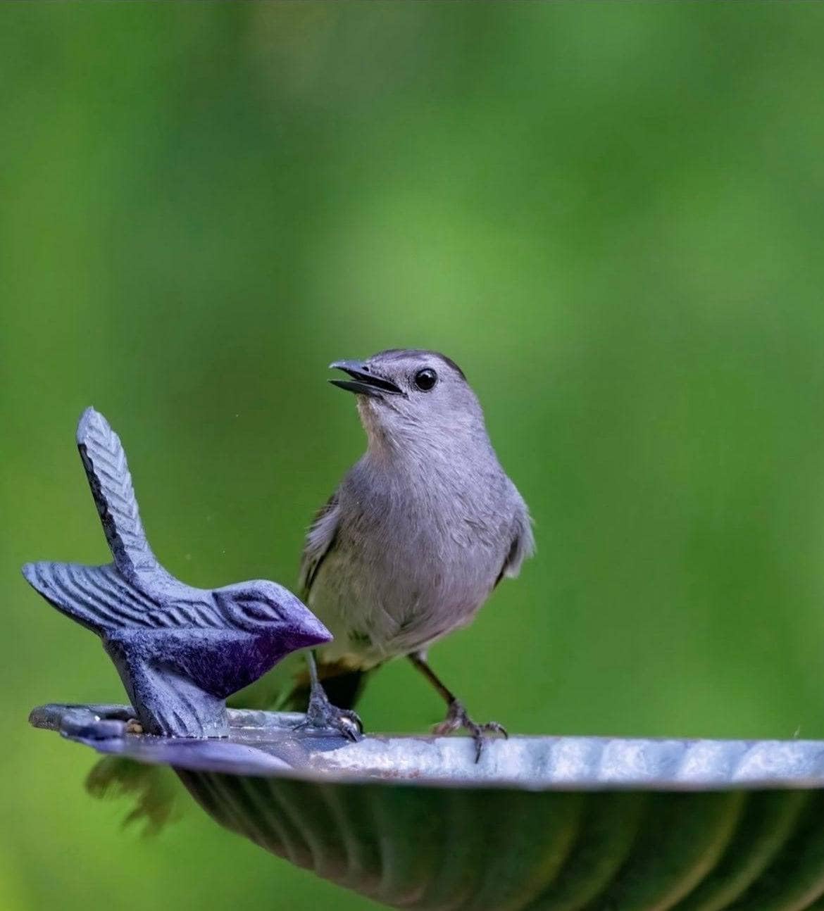 Scalloped Shell Bird Bath