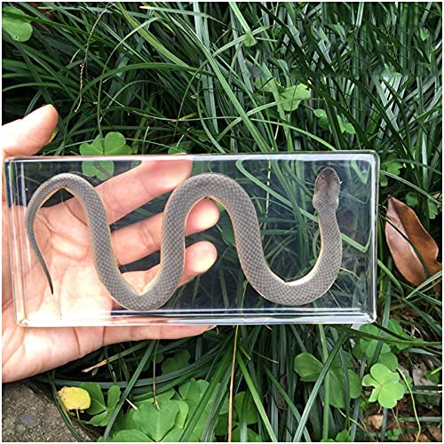Kh66Zky Water Snake Specimen - Snake Paperweights Specimen - For Paperweight Animal Science Classroom Specimen Education #TOP11