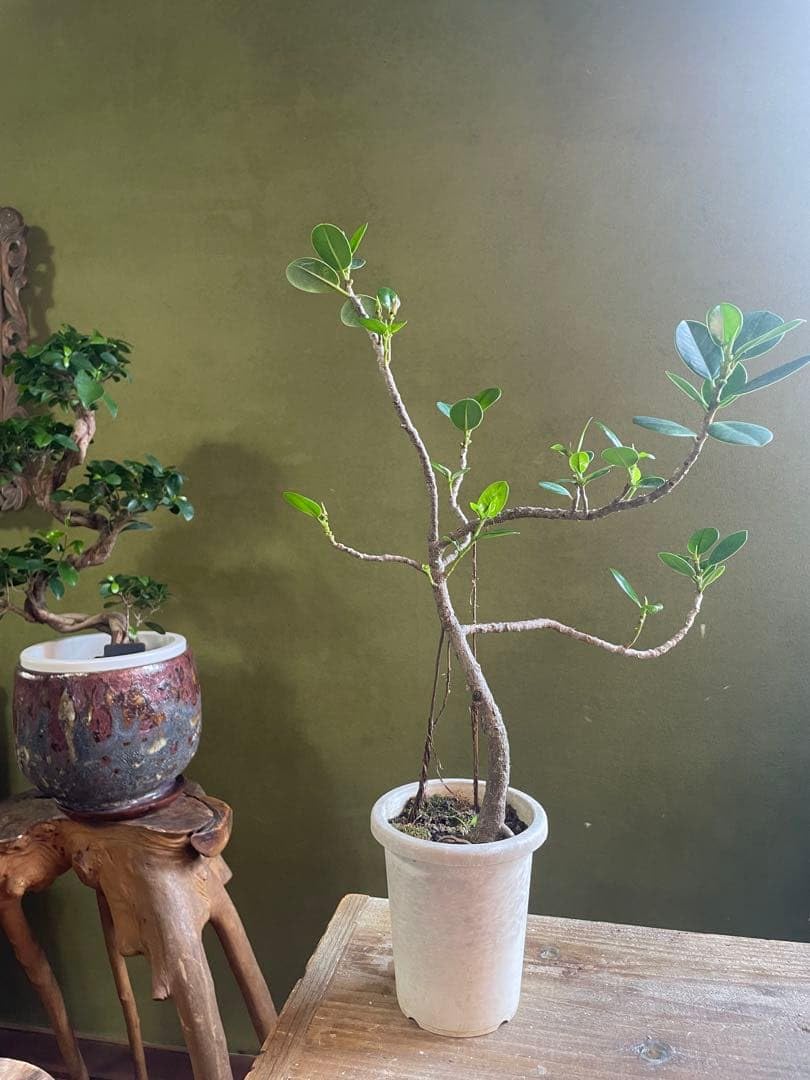 Amazon｜パンダガジュマル 気根｜観葉植物 オンライン通販