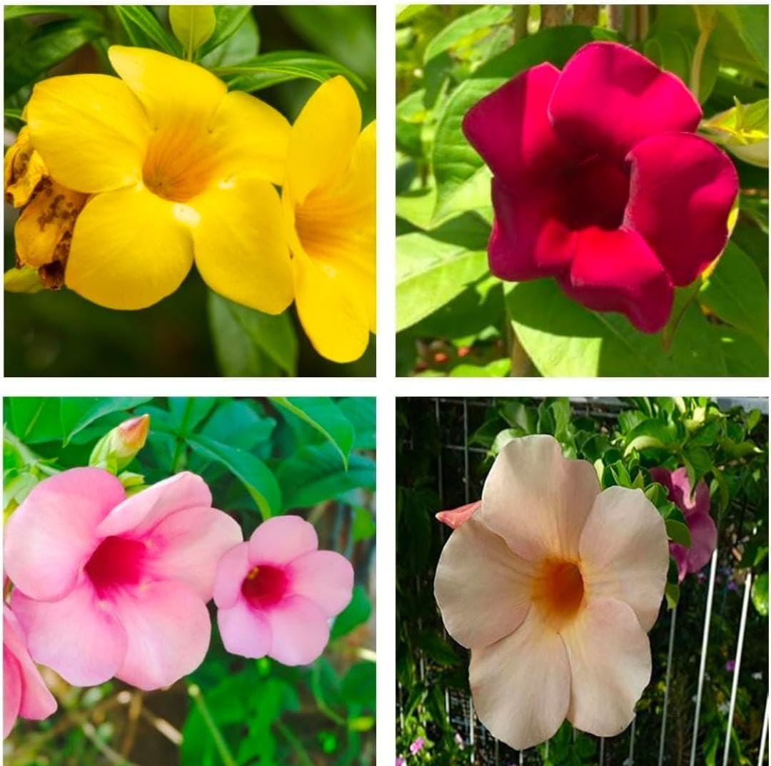 Biscut Color, Red Color, Pink Color Allamanda, Yellow Color Allamanda Live Plant (Original Variety In Origin India) Healthy With- Pepper Bag pack of 4-image-19