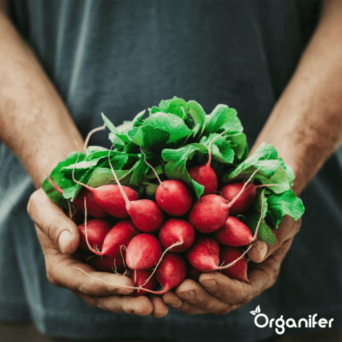 Concentrado De Suelo - 10L - 10000m2 | Cuidado Del Suelo - Tratamiento Ecológico - Solución No Tóxica - Fertilizante Para Jardín - Organifer