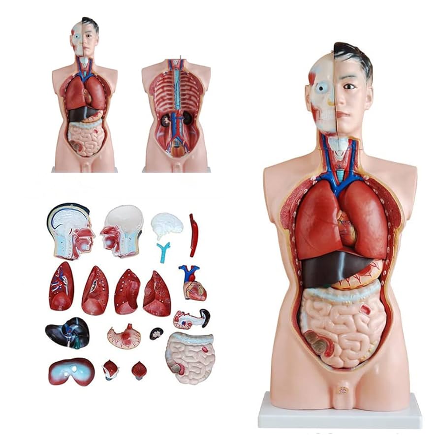 ANATOMY　MALE 　人体模型 Anatomy Tools ANATOMY TOOLS|人体模型|HARDOFFオフモール（オフモ