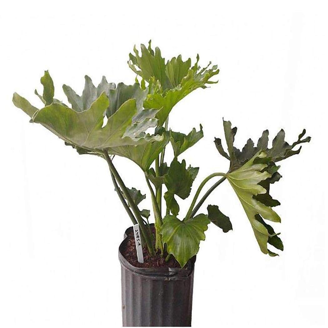 Free Venus 20 PCS Philodendron Potted Tree Seed Tropical Indoor Green Ornamental Plant Flowers