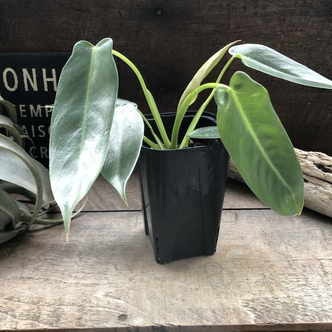 Amazon | スピリタスサンクチ フィロデンドロン 観葉植物 スピリタス