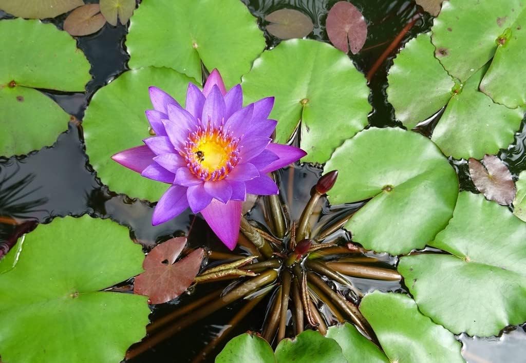 Creative Farmer Neelambal (Nymphaea Nouchali) Blue Water Lily - King Hardy Water Lily Rhizome Live Aquarium Plant (Healthy Live Plant)