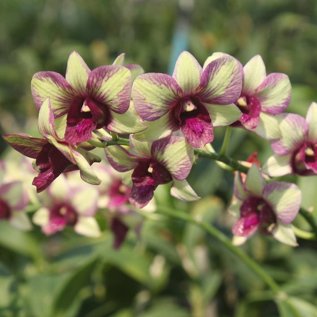 Aiden Gardens Orchid Live Plant Green Star Dendrobium 1 Healthy Blooming Size Live Plant Including Pot (B093FCCKZC) Amazon Price History, Amazon Price Tracker