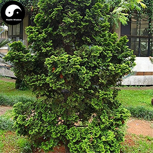 Buy Real Chamaecyparis Obtusa Breviramea Tree Seeds 240pcs Plant Arborvitae Grow Yun Pian Bai Shu