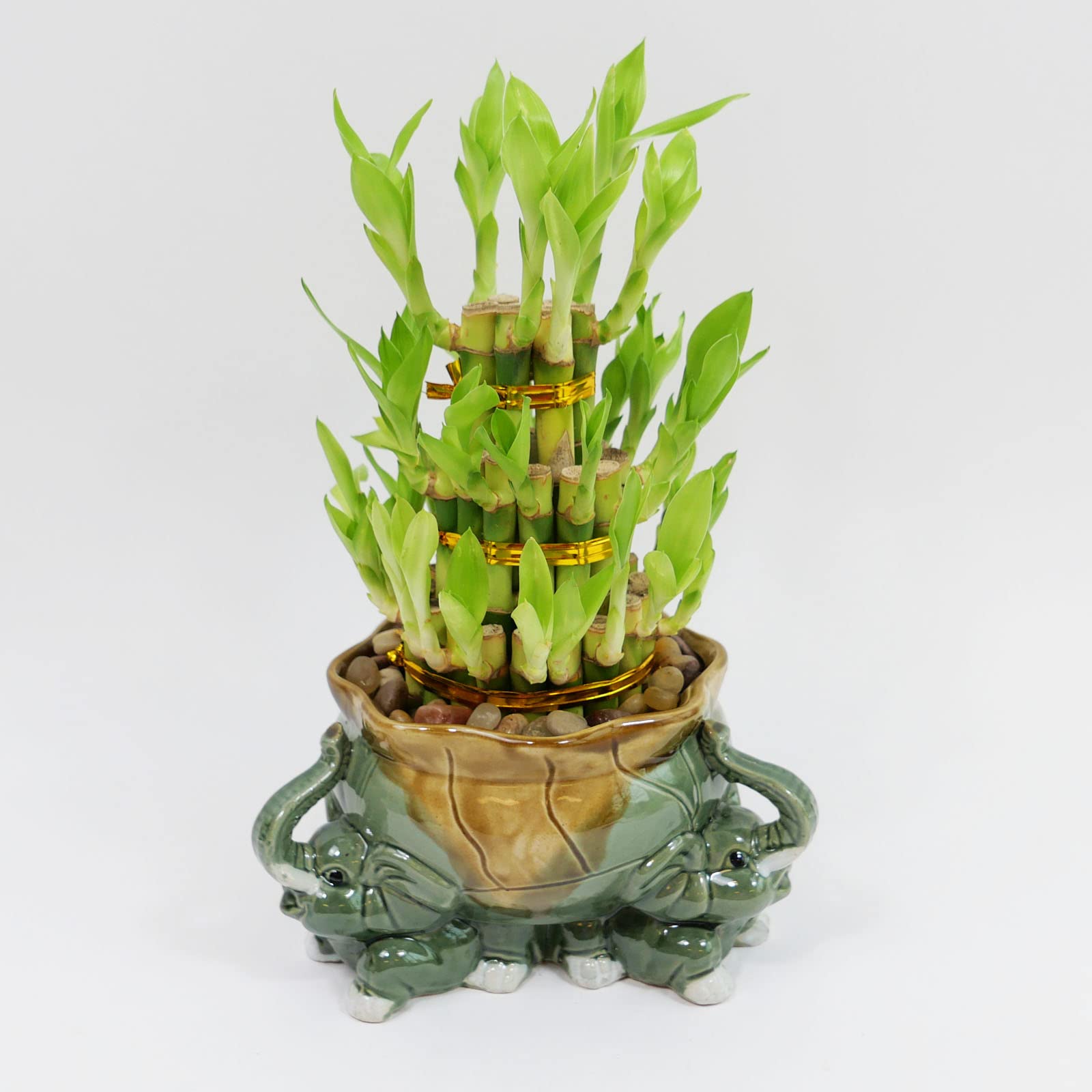 Athena's Garden Lucky Bamboo Elephant Pot
