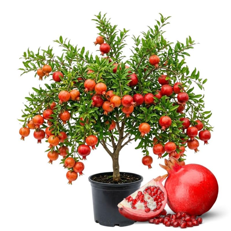 Pomegranate Tree Live Plant in 3 Gallon Pot Fruit Bearing Pomegranate Bush for Outdoor Garden Patio and Backyard Growing No Ship to CA