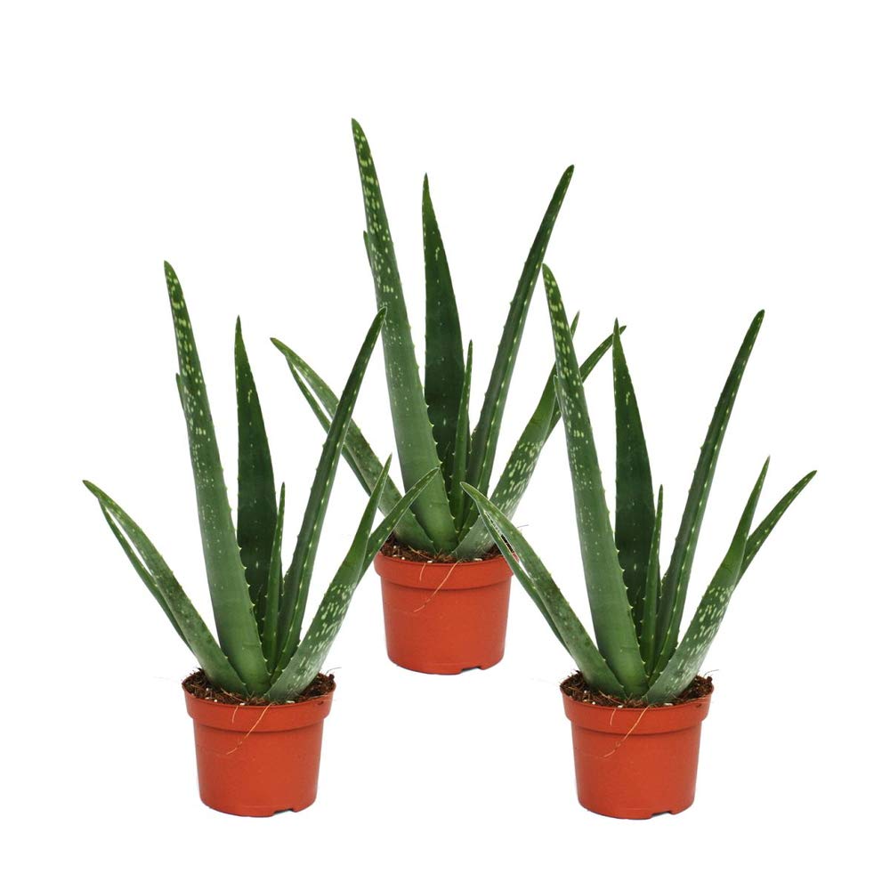 Pack de 3 Aloe Vera Plantas Naturales en Maceta Kit 3 Unidades Pack Ahorro de Aloe Barbadensis