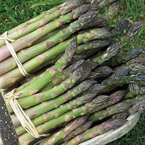 Thompson & Morgan Asparagus 'Mary Washington' Seeds Cover