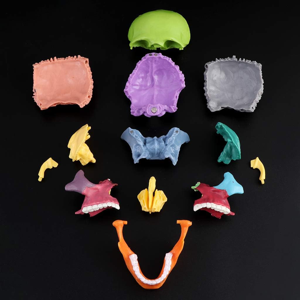 15pcs/Set 4D Disassembled Color Skull Anatomical Model Detachable Teachi