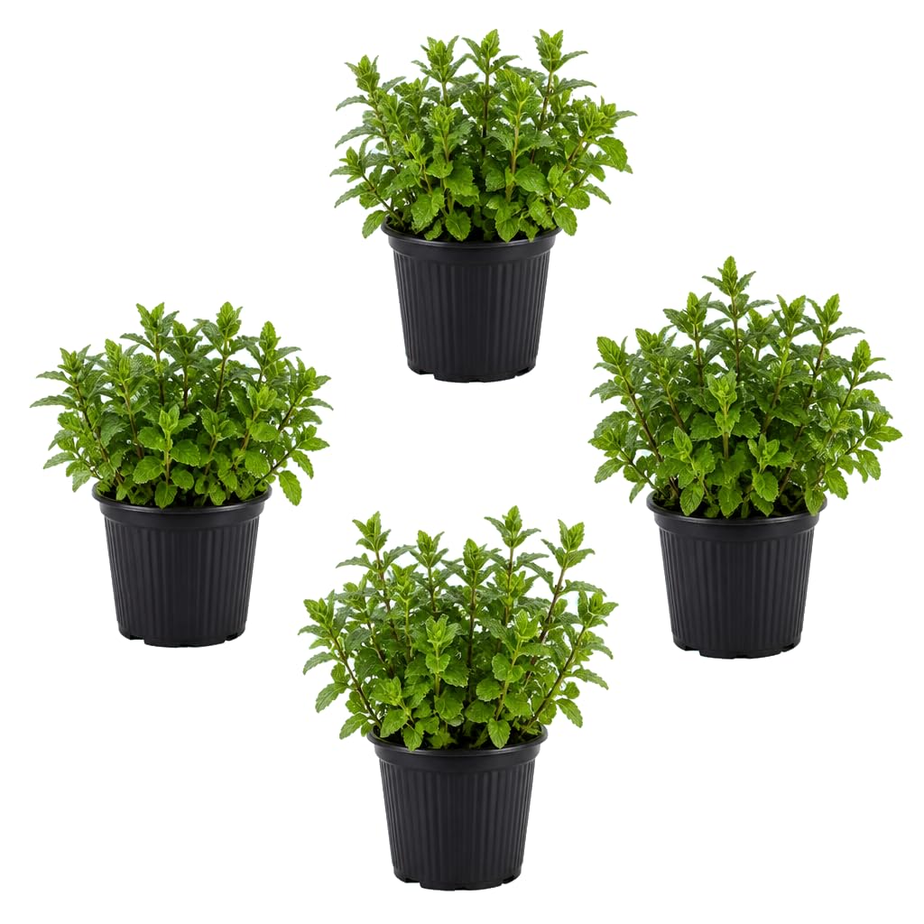 DECOALIVE Pack Cuádruple: Mentha Spicata, Menta de Jardín, 25-30 cm de Altura, para Rincones Verdes