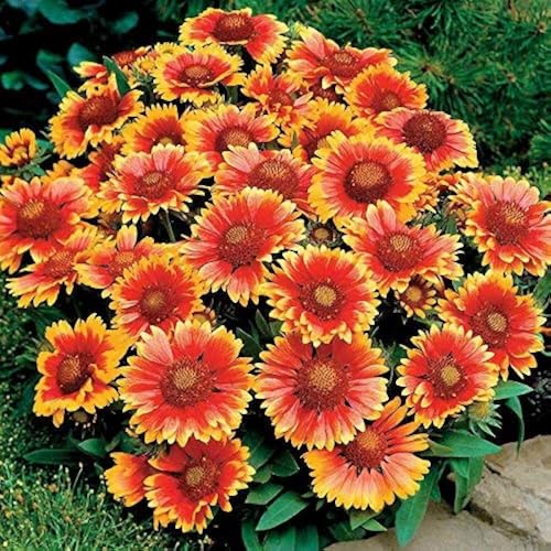 Image of Gaillardia Flower Seeds Pack of 50 Plus Mixed Color Easy Grow Blanket Flowers for Planting Winter Seasonal Seeds for Home Garden Balcony Pots Terrace Decorative Blooming Plants (Gaillardia)