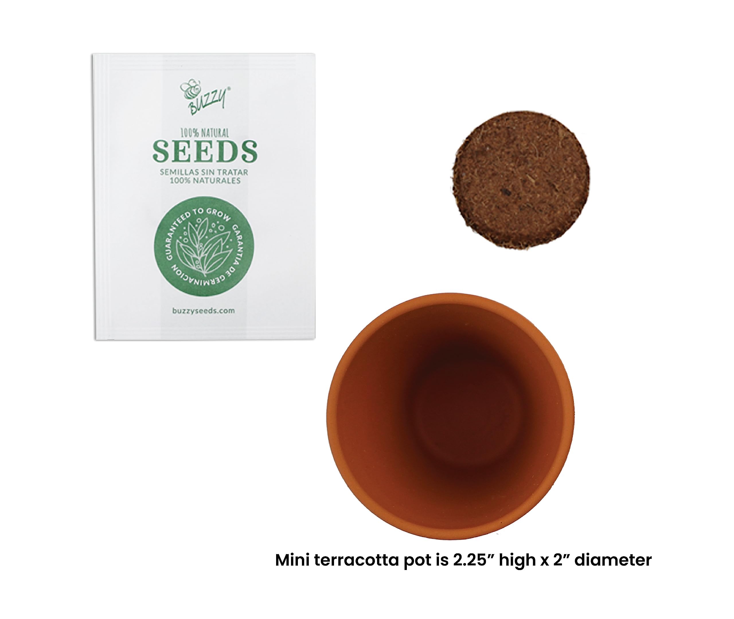 Amazon.com : BUZZY Seeds Daisy Grow Kit, Bulk 20-Pack - Mini