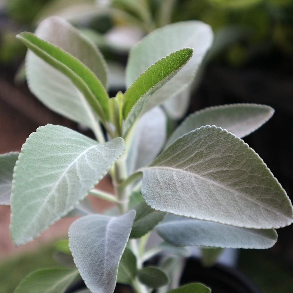 ハーブ苗 ホワイトセージ サルビア アピアナ 2個セット 信憑