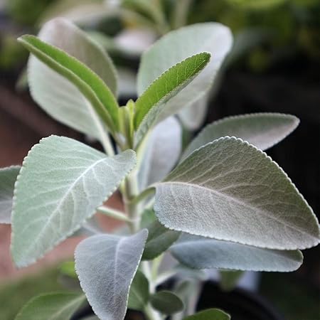 Amazon Co Jp ハーブ苗 ホワイトセージ サルビア アピアナ 2個セット おうちで簡単 育てやすい10 5cmポットハーブ苗シリーズ Diy 工具 ガーデン Amazon Co Jp ハーブ苗 ホワイトセージ サルビア アピアナ 2個セット おうちで簡単 育てやすい10 5cmポットハーブ苗シリーズ Diy 工具 ガーデン