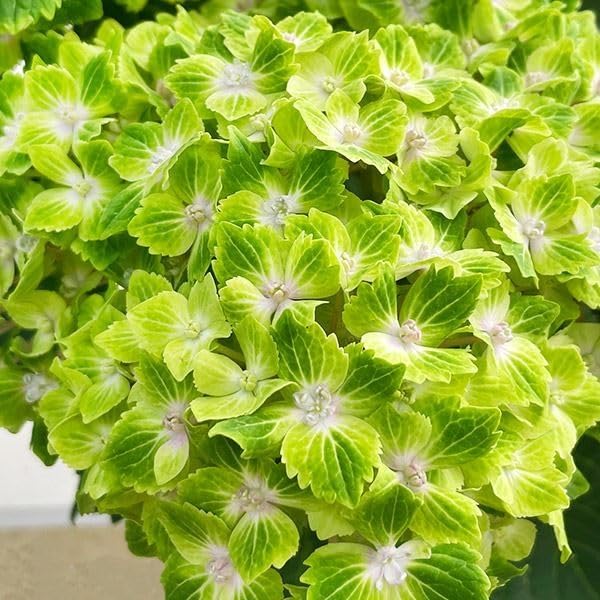 【花苗】数量限定　紫陽花　マジカルラプソディ　開花中　正規品　タグ付き アジサイ マジカルラプソディ 5寸鉢 | 鉢花・花苗 | 橋本種苗園