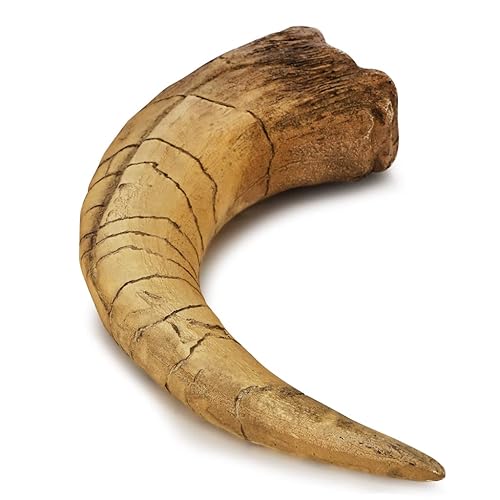 Miniatura 39 de Dientes fosilizados y garras de varios dinosaurios prehistóricos, dientes de tiburón megalodón y réplicas de alta fidelidad