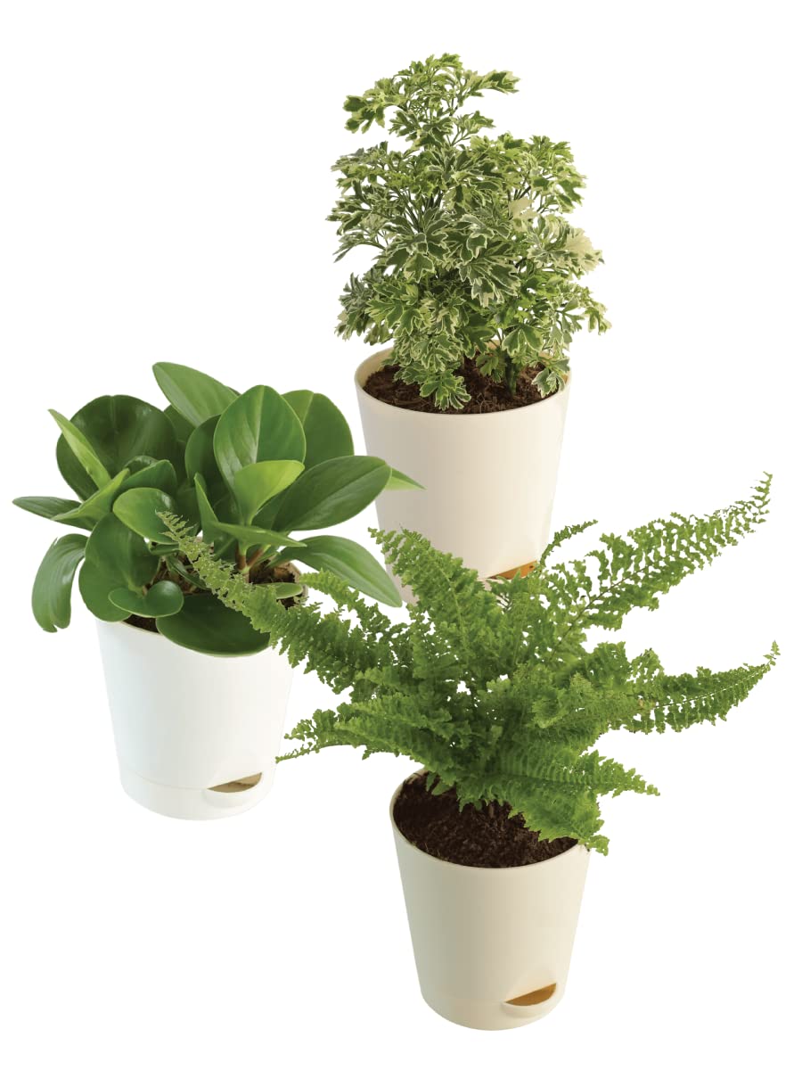 UGAOO Indoor Plant Bundle: Fern Fluffy Ruffles, Peperomia Green, Aralia Variegated (B0B74MXZ2T) Amazon Price History, Amazon Price Tracker
