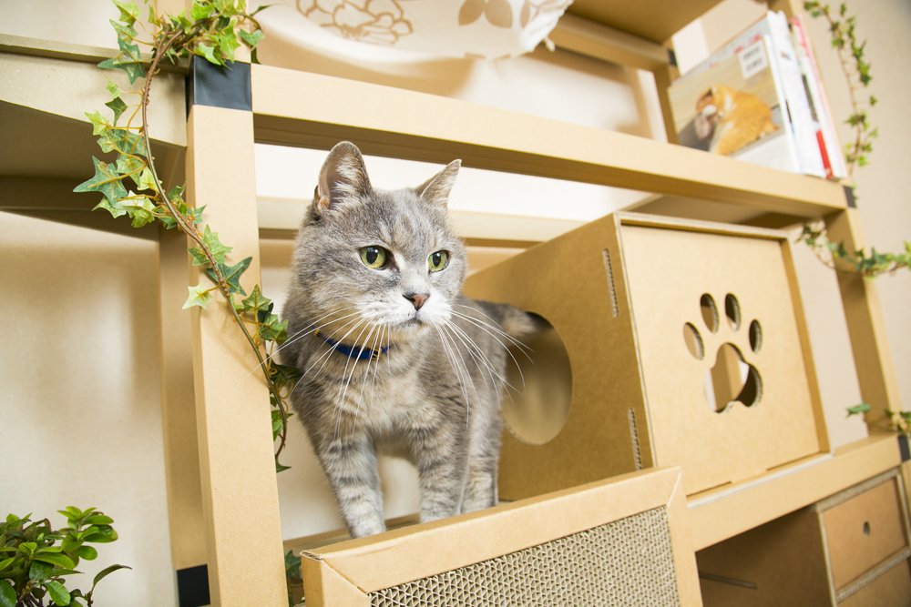 Amazon | ニャンダフルシェルフ mini | Nyanderfulshelf (ニャンダフル 