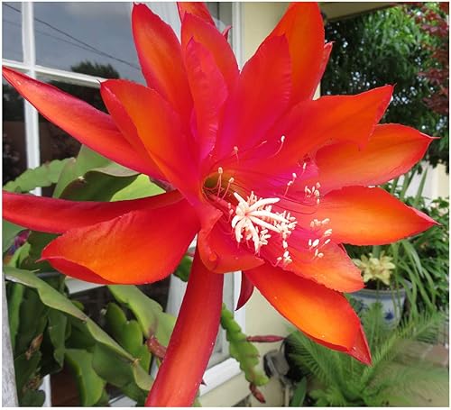 Orquídea 8"-10" Planta de corte fresca Reina de la noche Cactus RIC Rac (naranja)