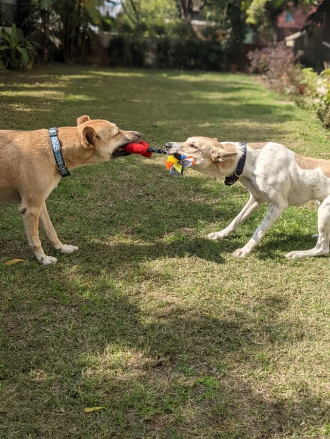 Image of Mutt of Course Cute Cupid Arrow Dog Toys