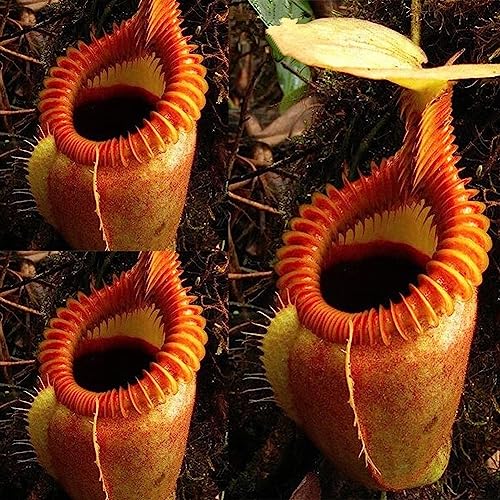 Saterkali Nepenthes-Samen, 120 Stück