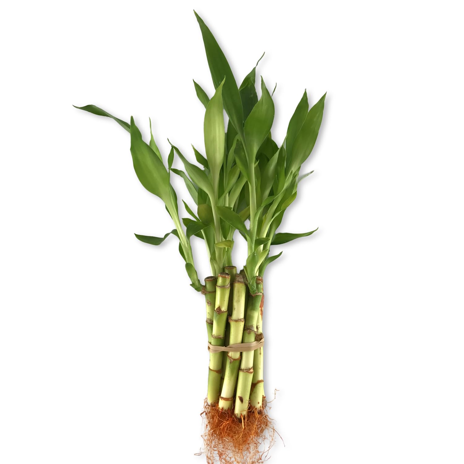 Lucky Indoor Bamboo - Live Plants - Ships Bare Root - 10-Pack of 4 Inch Straight Stalks - Air Purifying Feng-Shui Zen Garden Houseplants
